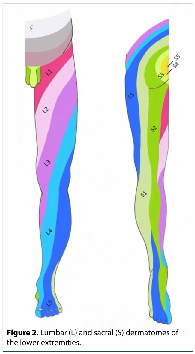 Dermatome Lower Limb Testing Dermatome Lower Limb Testing