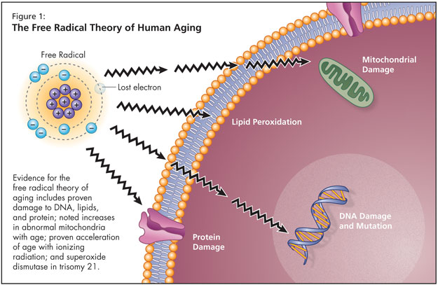 Image result for THEORY OF AGING