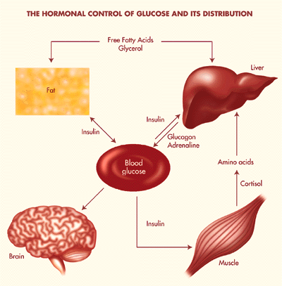 hormonal control image